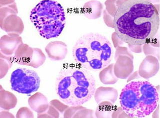 白血球の種類（画像）