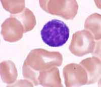 リンパ球-血液成分-
