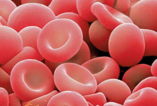 赤血球（せっけっきゅうl）-血液成分-